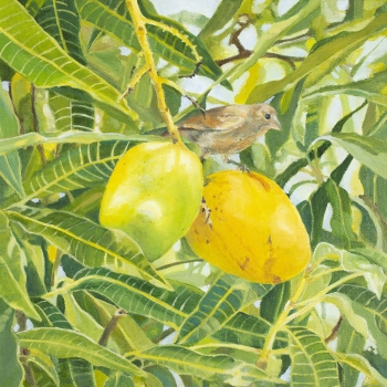 2 Mangoes and A Sparrow 