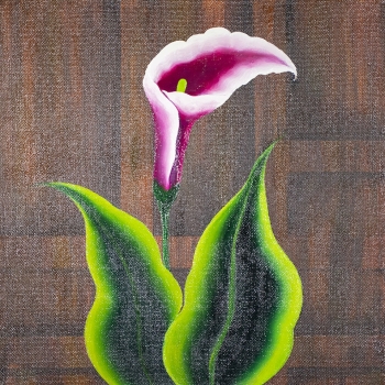 Calla Lily