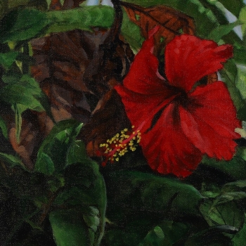 Hibiscus