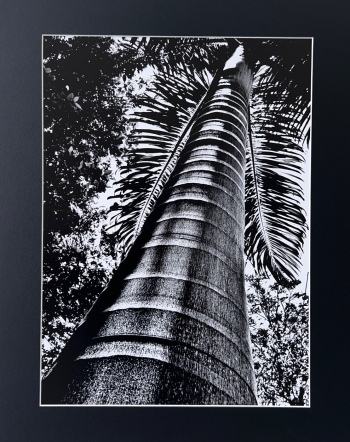 Palmtree at Pegfarm