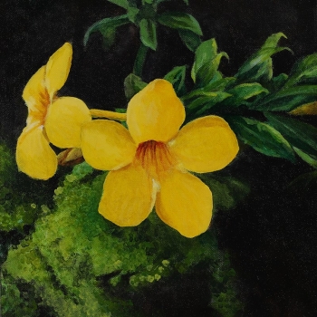 Yellow Trumpets